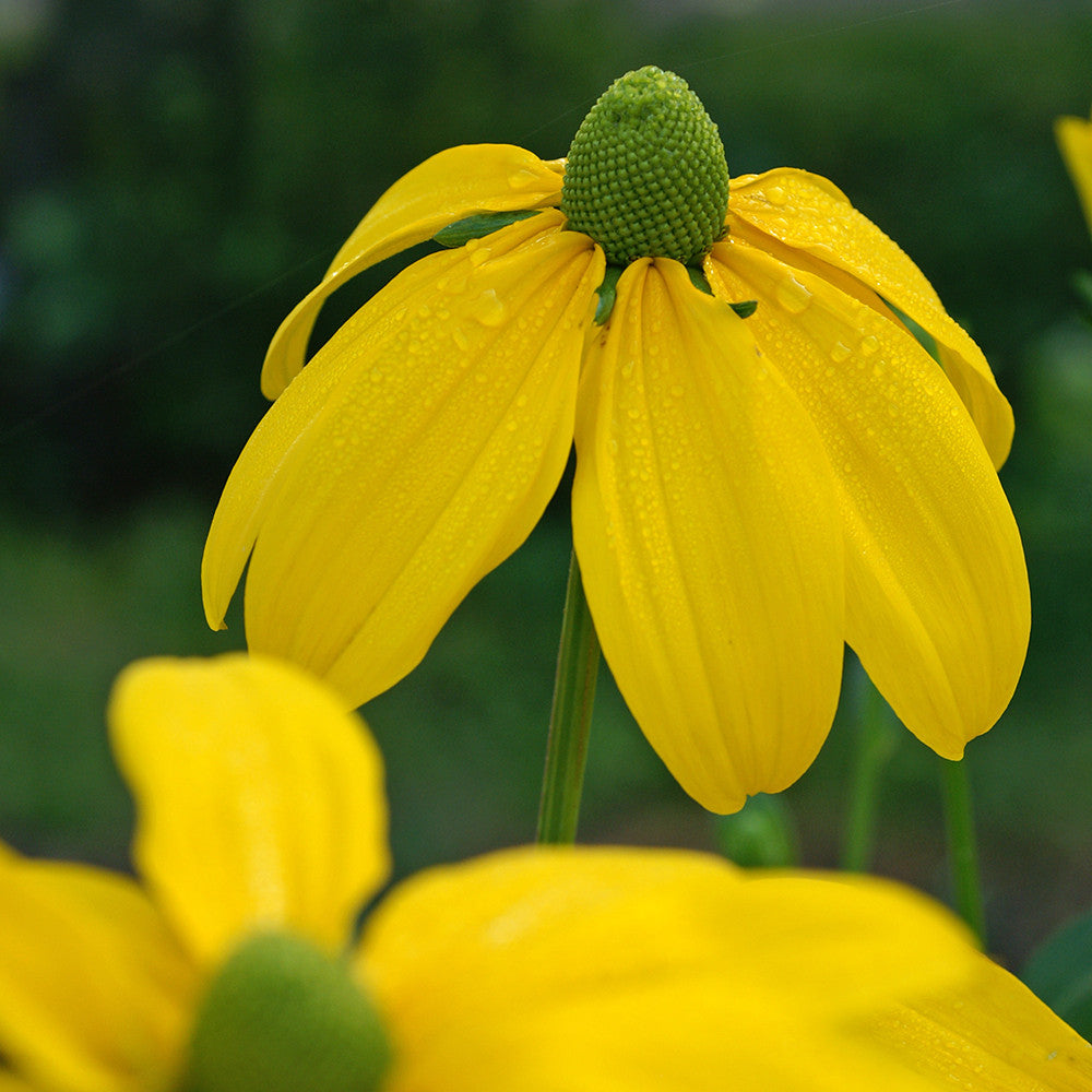 Sarah Raven Rudbeckia laciniata Herbstsonne Pflanze 3x 9cm gelb