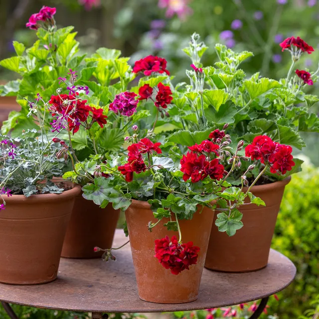 Sarah Raven Plants Flowers of Velvet Pelargonien 6x9cm rot