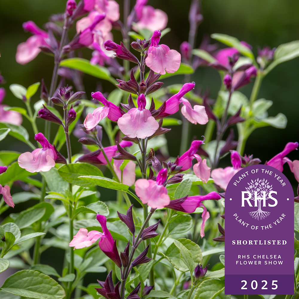 Sarah Raven Plants Salvia Peach Melba Salbeipflanze 3x9cm pfirsich