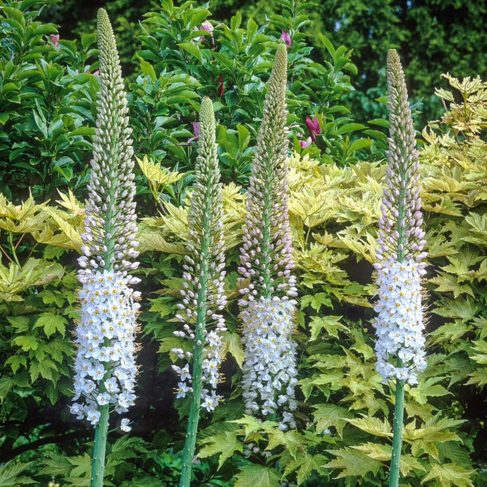 Sarah Raven Plants Eremurus robustus Staude 1 Wurzel