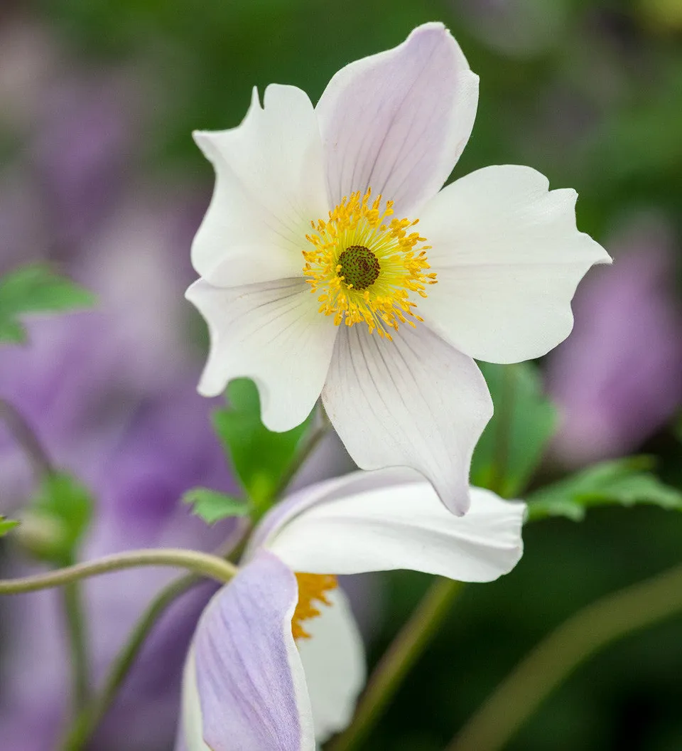 Sarah Raven Plants Anemone Wild Swan Pflanze 3x9cm weiß