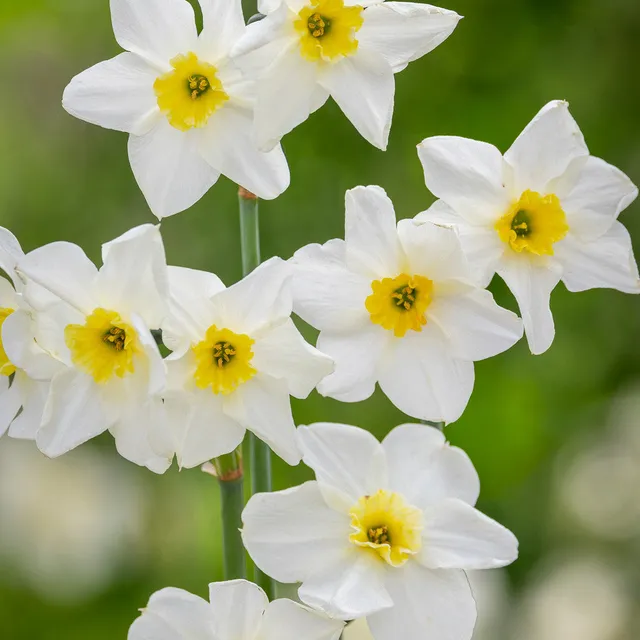 Sarah Raven Bulbs Narzisse Lieke Blumenzwiebeln 10 Zwiebeln Duft