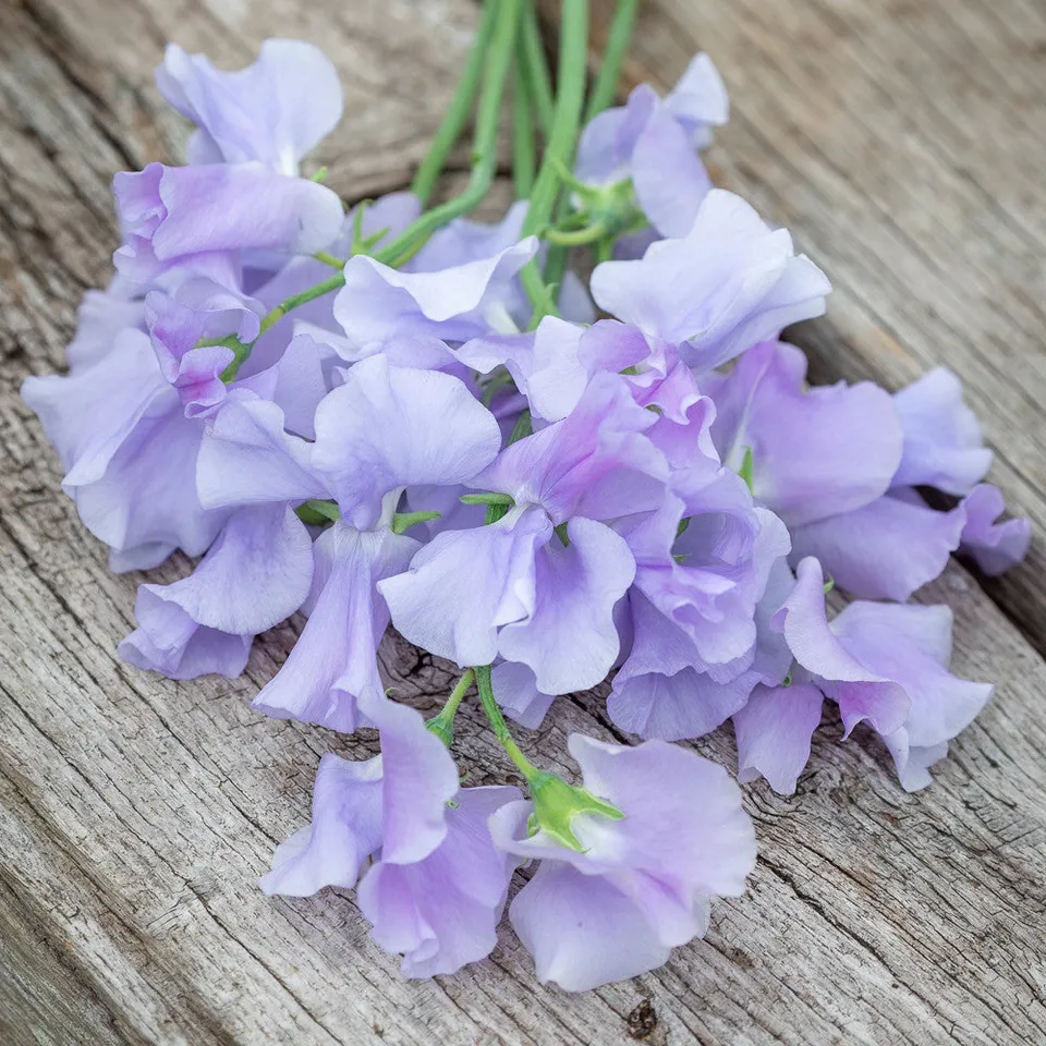 Sarah Raven Seeds Sweet Pea Mammoth Lavender Blue 20 Samen