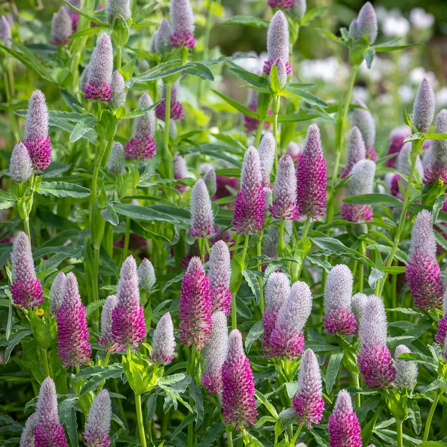 Sarah Raven Plants Trifolium rubens Samen 20 Stück rot