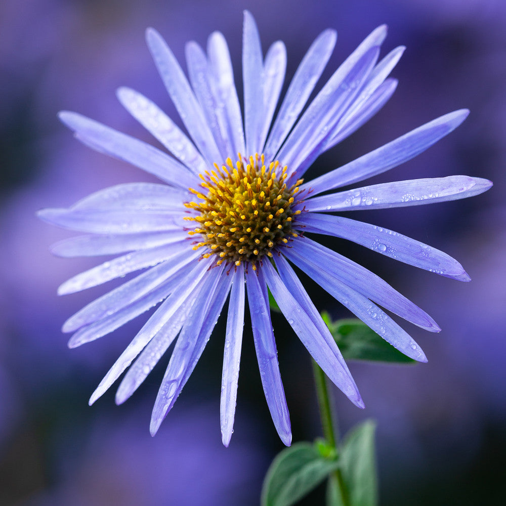 Sarah Raven Aster Mönch Pflanze 3x 9cm blau langblühend