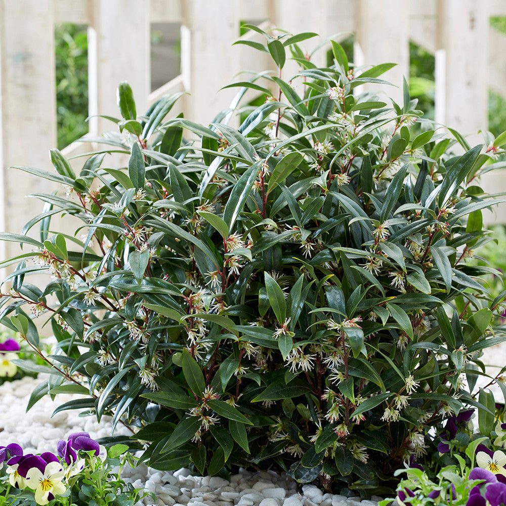 Sarah Raven Plants Sarcococca Purple Gem Pflanze 2 Liter Topf Duft