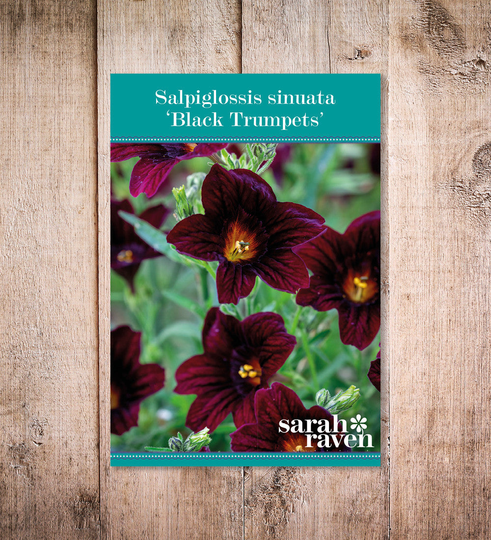 Sarah Raven Black Trumpets Trompetenzunge 200 Samen