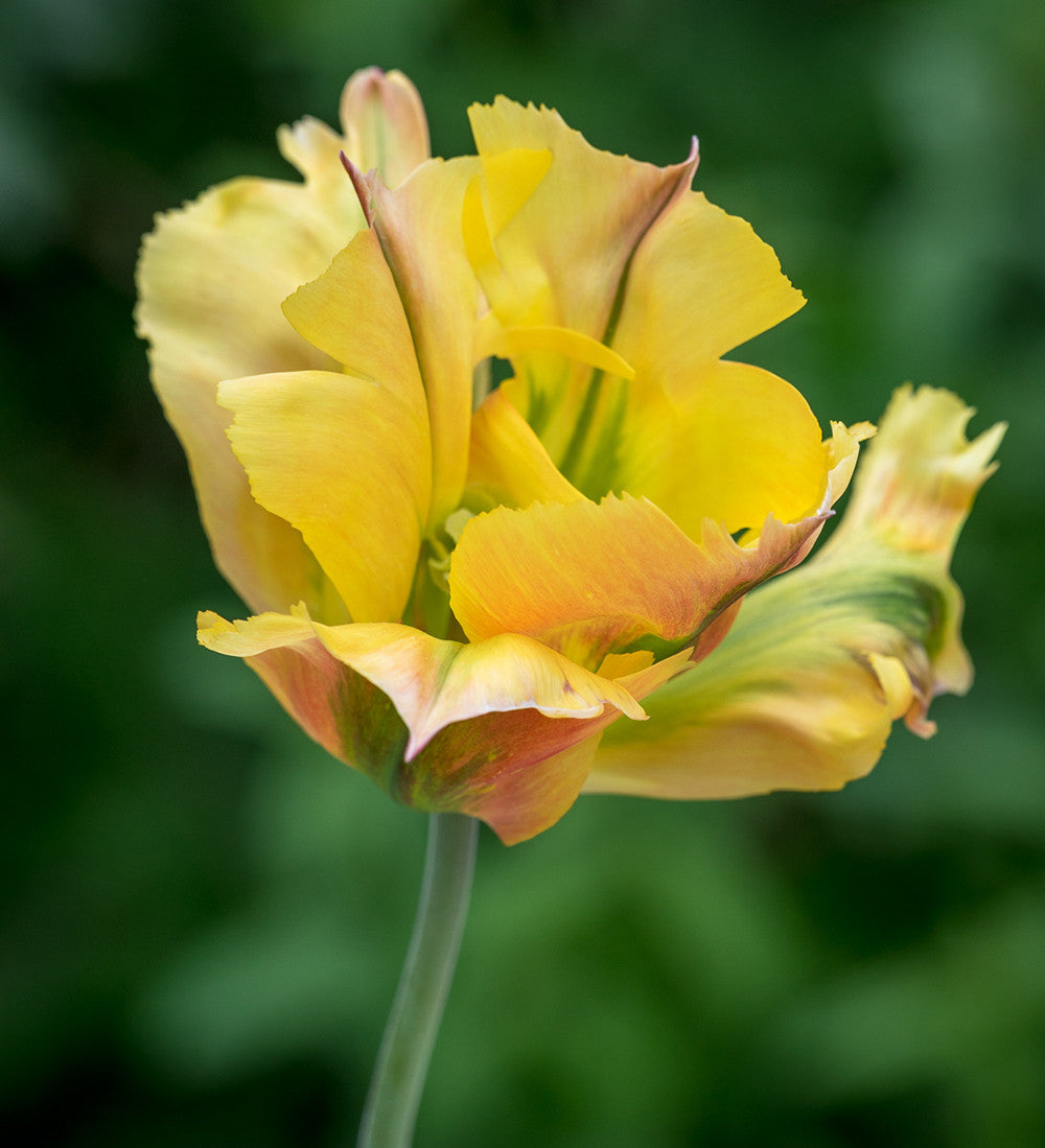 Sarah Raven Bulbs Lemon Sorbet Tulpen Kollektion 40 Zwiebeln gelb