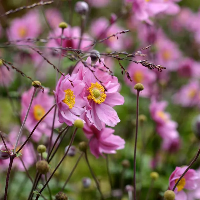 Sarah Raven Plants Anemone Königin Charlotte Pflanze 3x9cm rosa