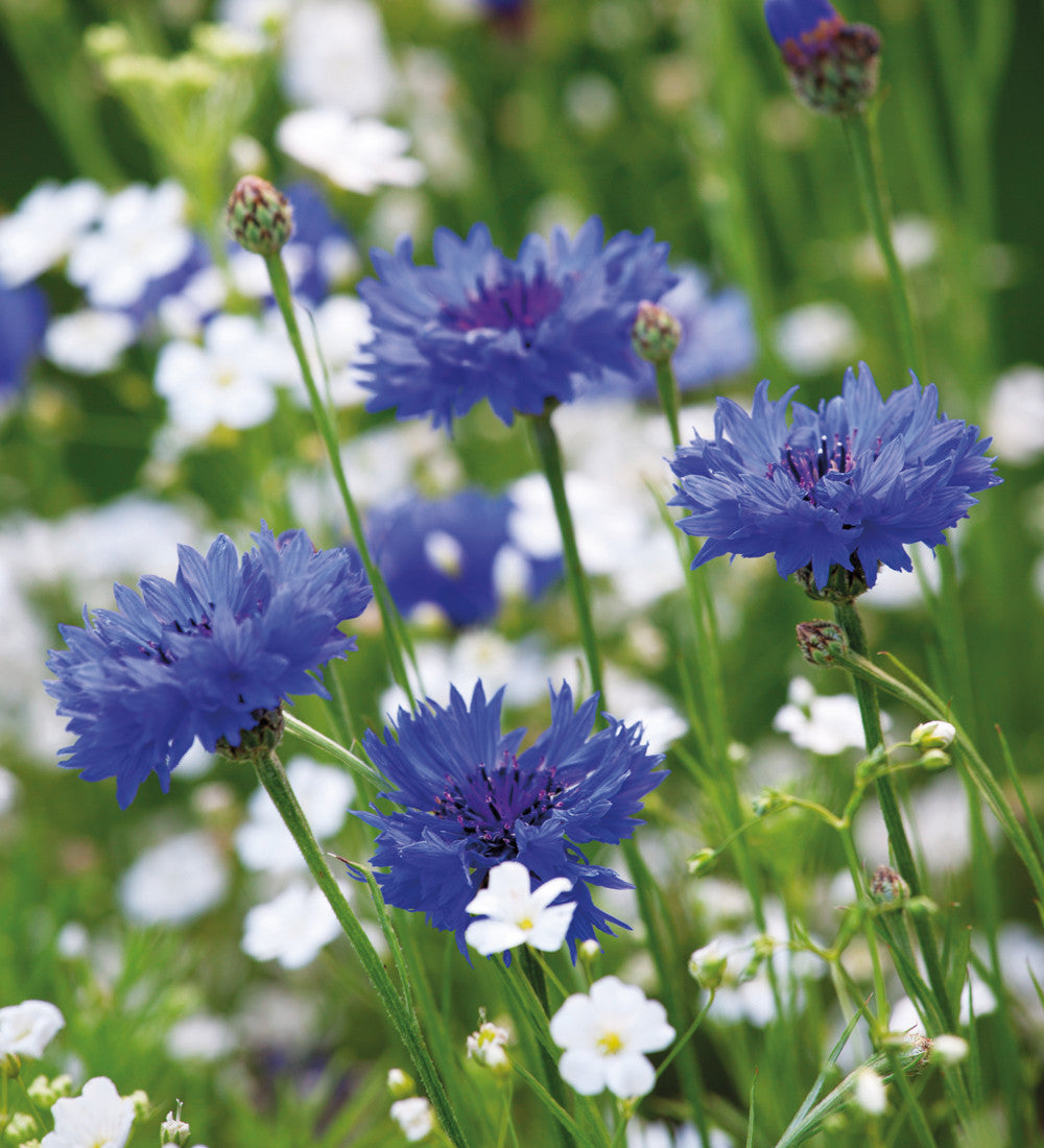 Sarah Raven Gypsophila Covent Garden Samen 1000 Stück weiß