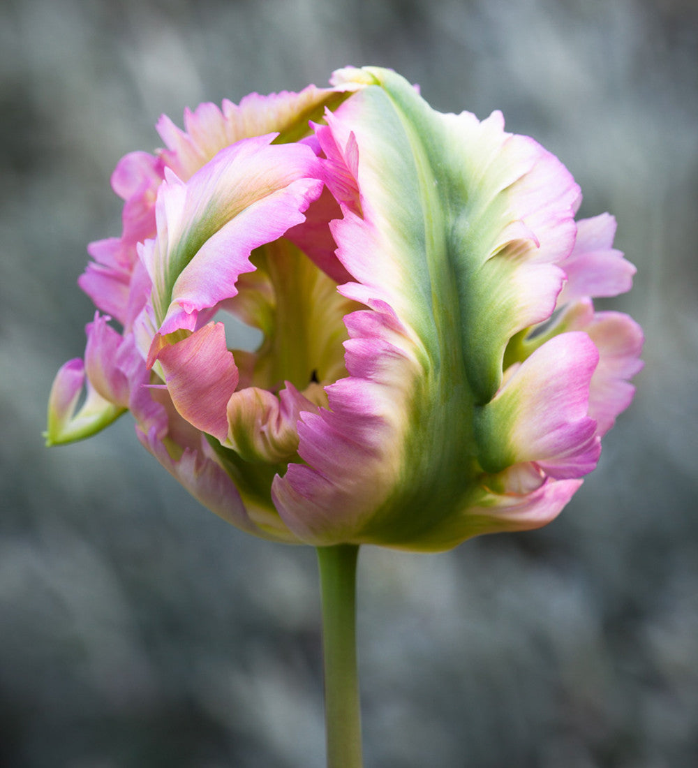 Sarah Raven Bulbs Renoir Tulip Collection Blumenzwiebeln 20 Stück