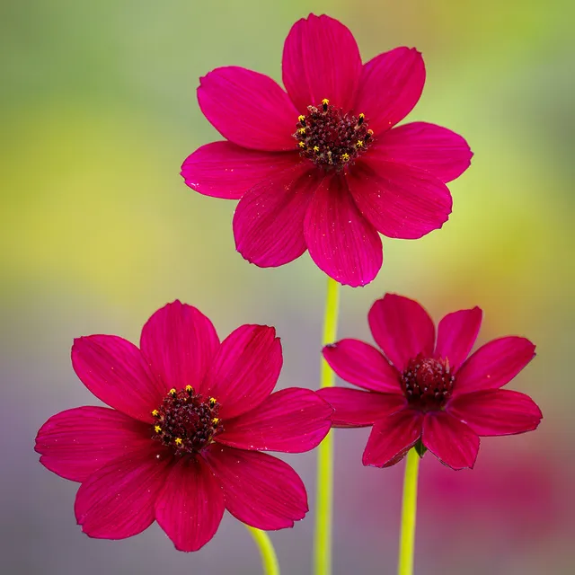 Sarah Raven Plants Cosmos Cherry Chocolate Pflanze 3x9cm Topf Duft