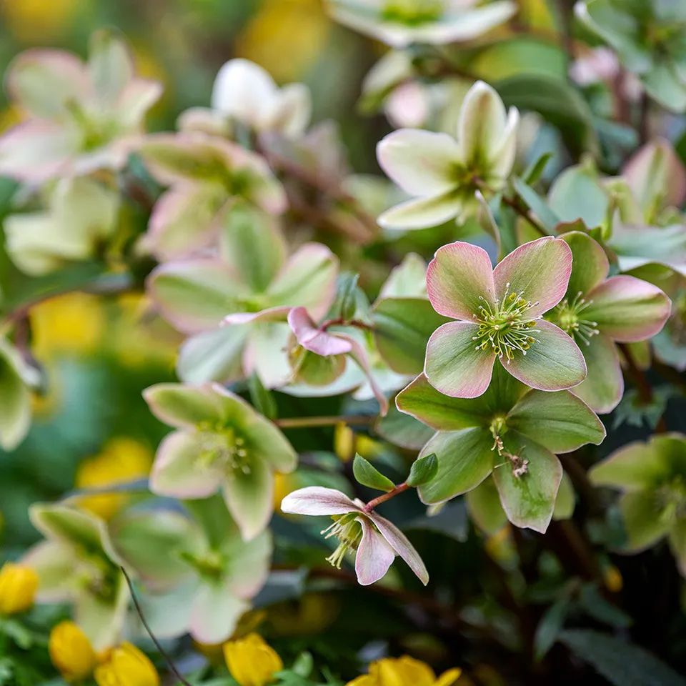 Sarah Raven Plants Helleborus Guess Pflanze 1x2L Topf gelb