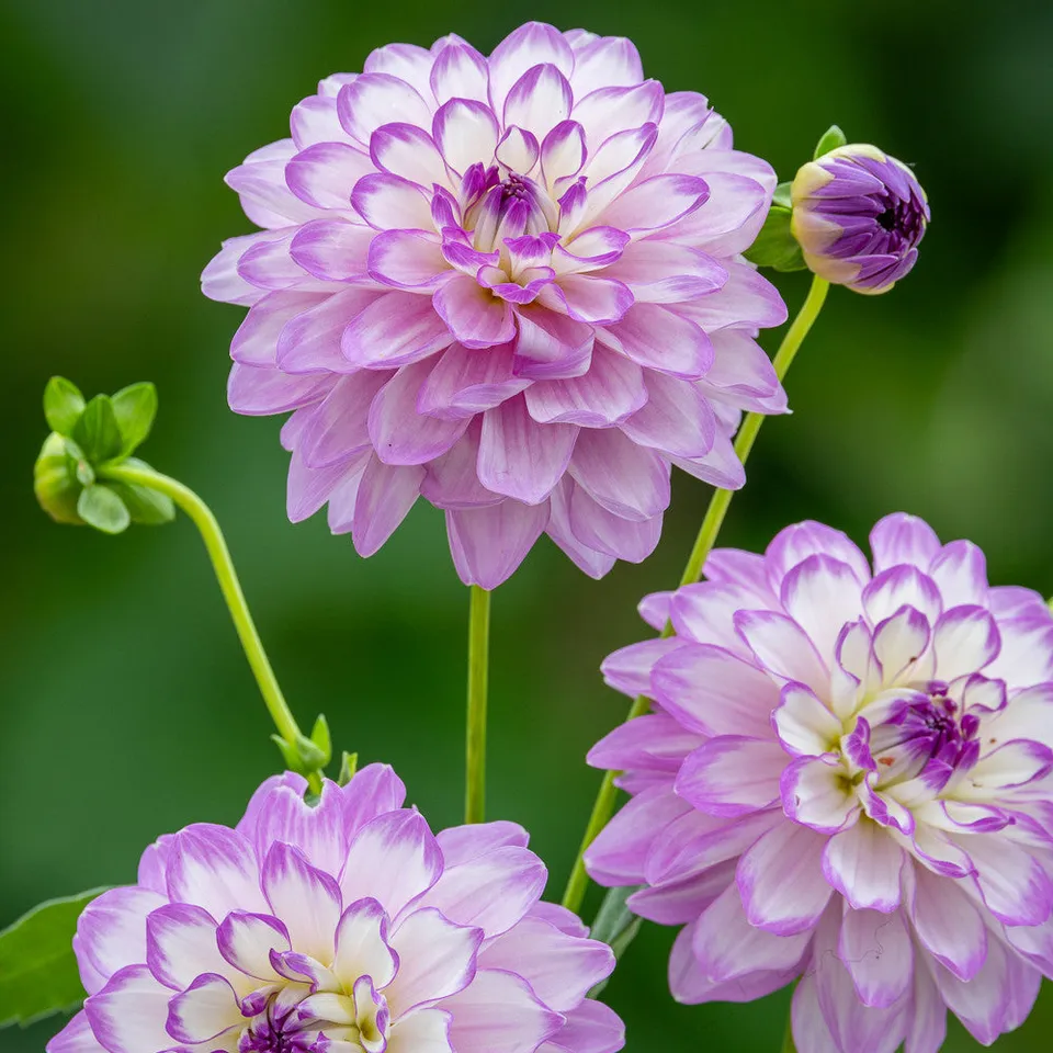 Sarah Raven Bulbs Dahlia Blue Wish Dahlienknolle 1 Knolle kompakt