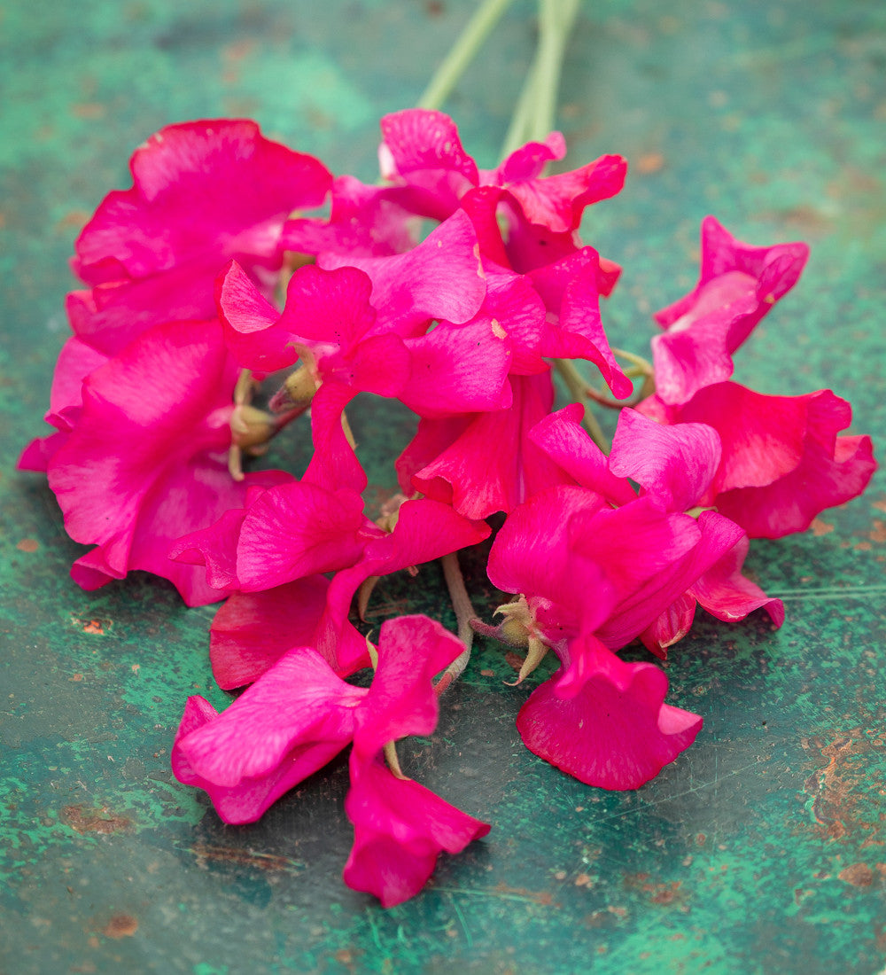 Sarah Raven Plants Brilliant Buckets Sweet Pea 16 Jungpflanzen duftend