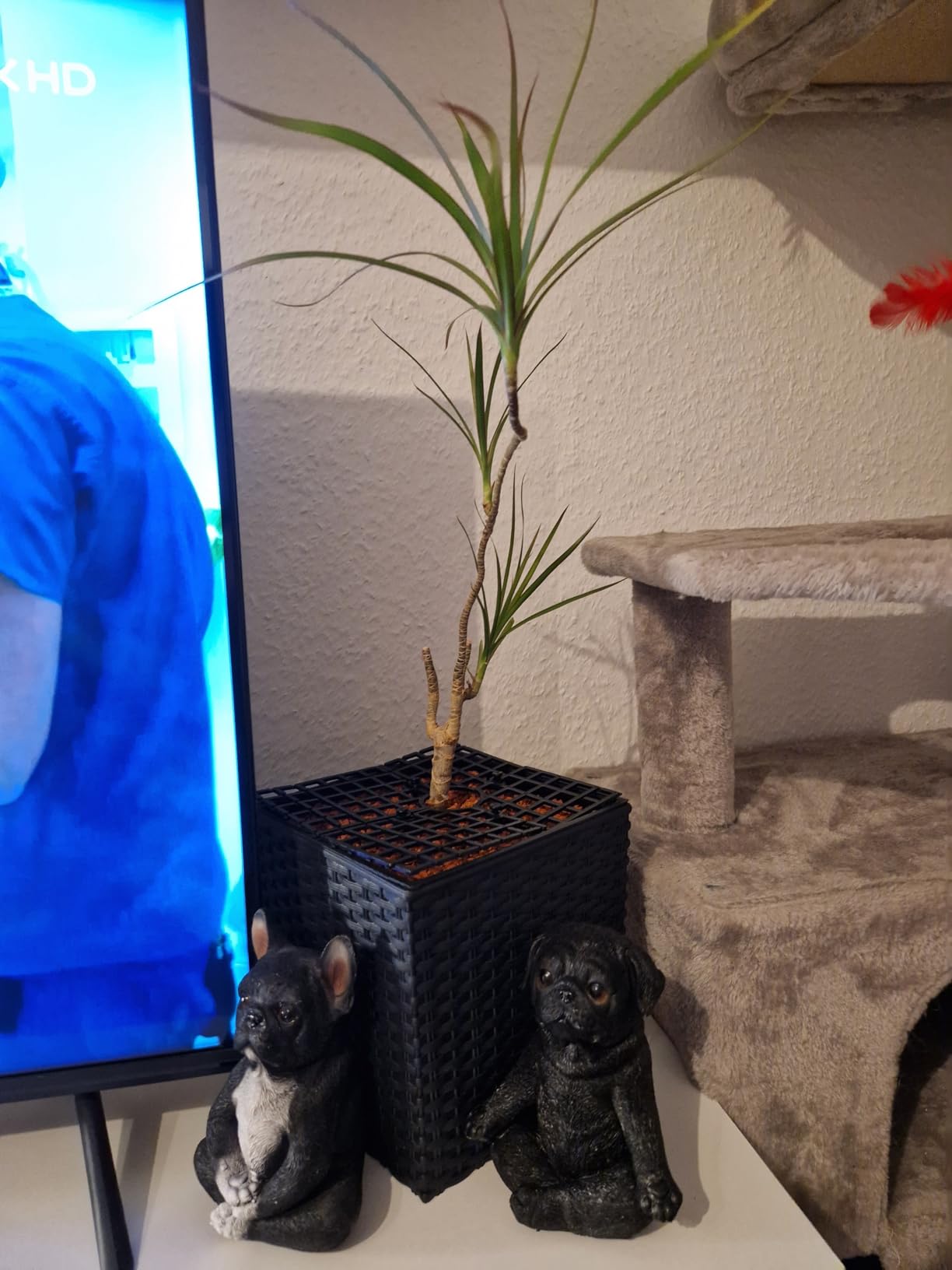 Prosperplast Rato Blumentopf anthrazit 40cm eckig mit Einsatz