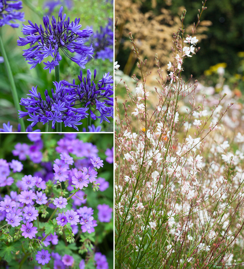 Sarah Raven Plants Hot and Dry Border Collection Stauden 18 Stk