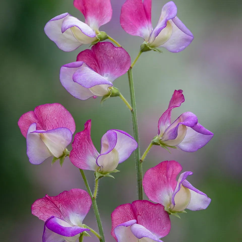 Sarah Raven Seeds Edelwicke Spanish Dancer Blumensamen 25 Samen duftend