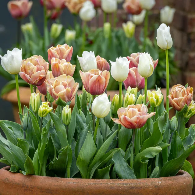 Sarah Raven Bulbs Tapestry Tulip Collection Zwiebeln 15 Stück vintage
