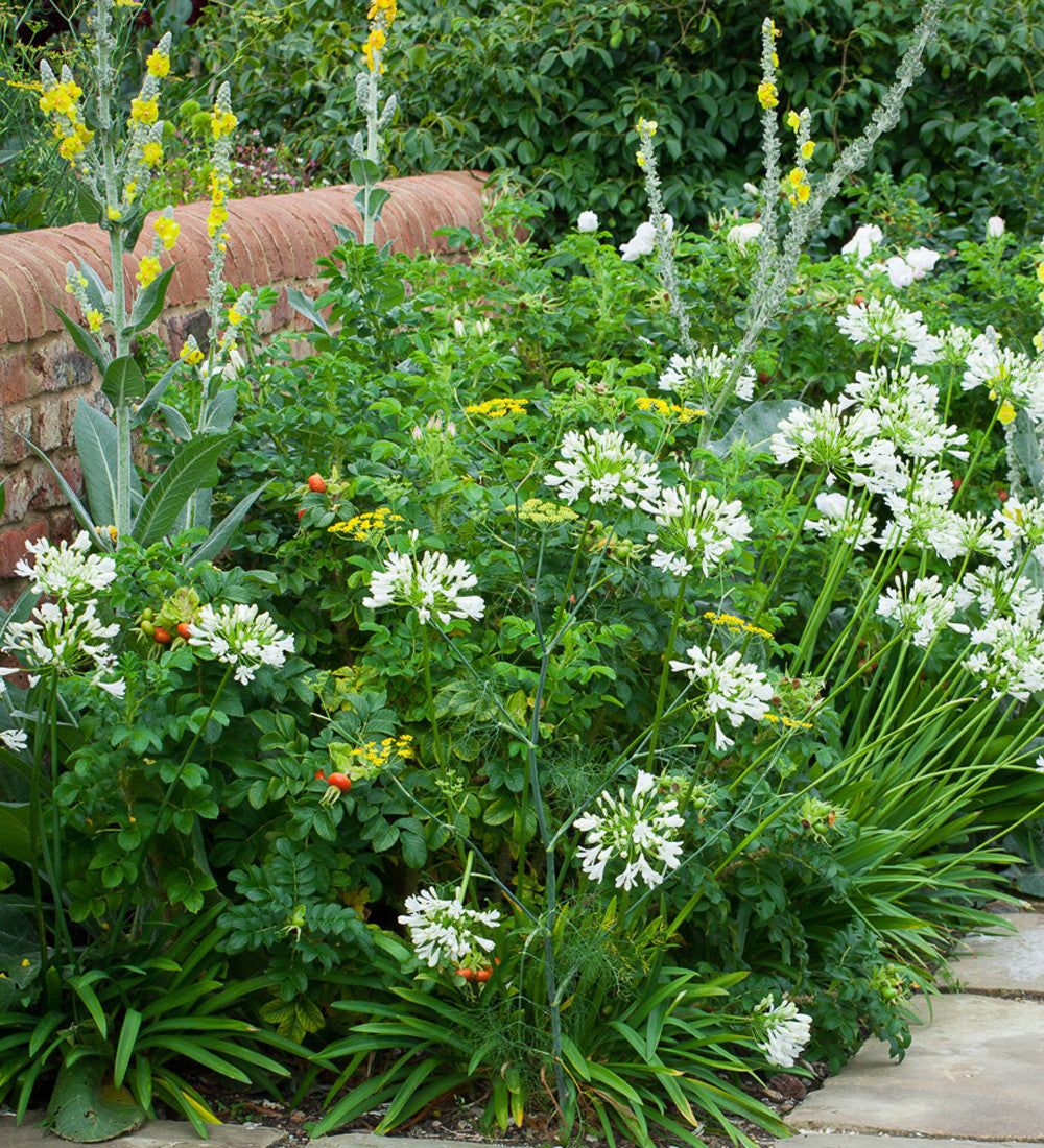 Sarah Raven Plants Agapanthus White Heaven Schmucklilie 2L Topf
