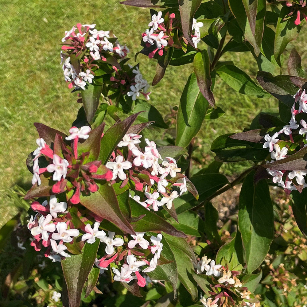 Sarah Raven Abelia mosanensis Monia Pflanze 3 Liter