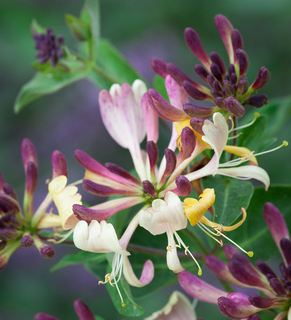 Sarah Raven Plants Geißblatt Chic et Choc Lonicera 1x 2L Topf