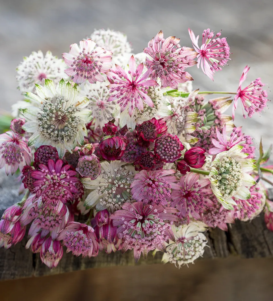 Sarah Raven Plants Astrantia Collection Stauden 3x 9cm Töpfe Schatten