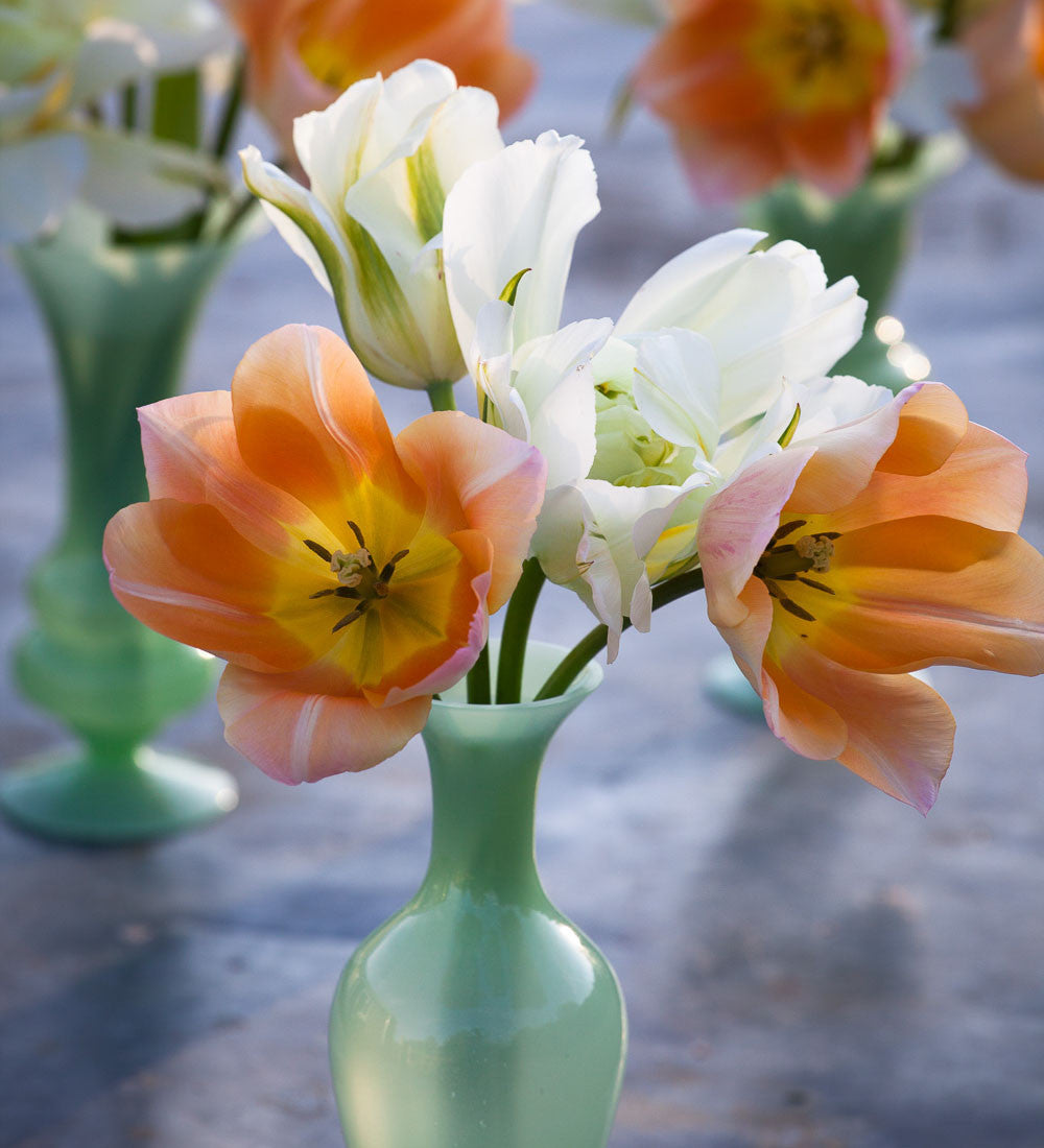 Sarah Raven Bulbs Apricot White Tulip Mix Blumenzwiebeln 30 Stück