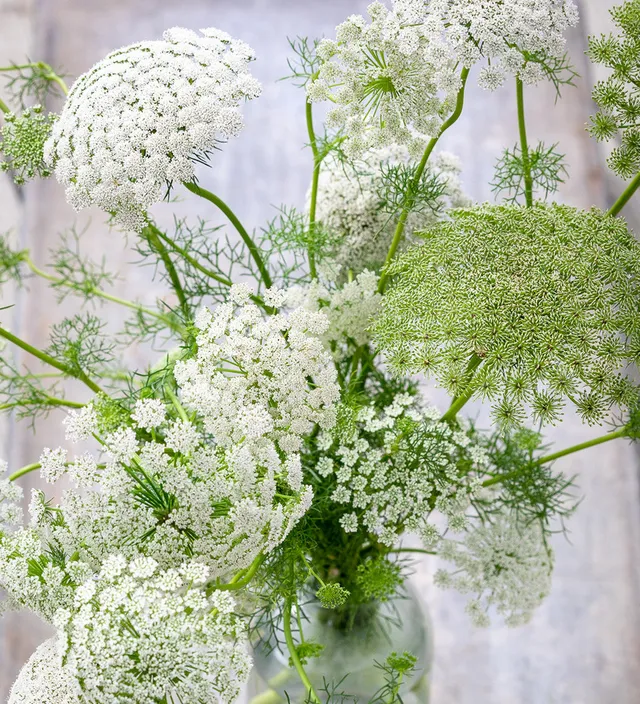 Sarah Raven Plants Ammi visnaga Samen 500 Samen weiß