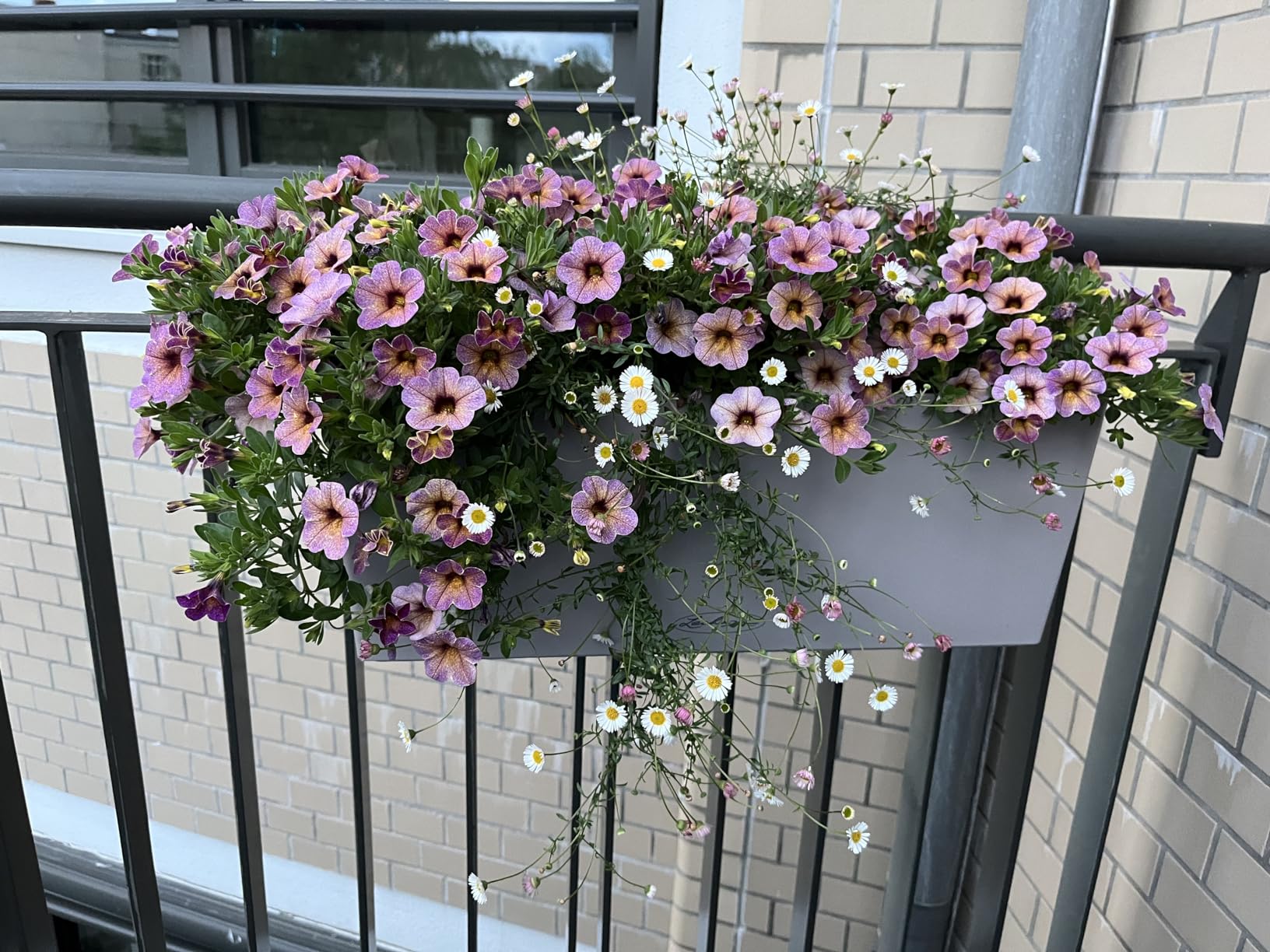 Lechuza Balconera Color 50 Balkonkasten sandbraun Bewässerung