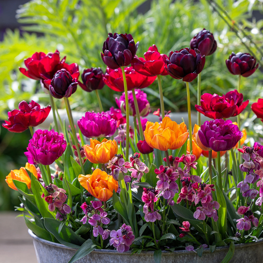 Sarah Raven Bulbs Dark Peony Tulpenzwiebeln 20 Stück gefüllt