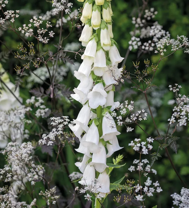 Sarah Raven Plants Digitalis Albiflora Fingerhut Samen 340 Stück creme