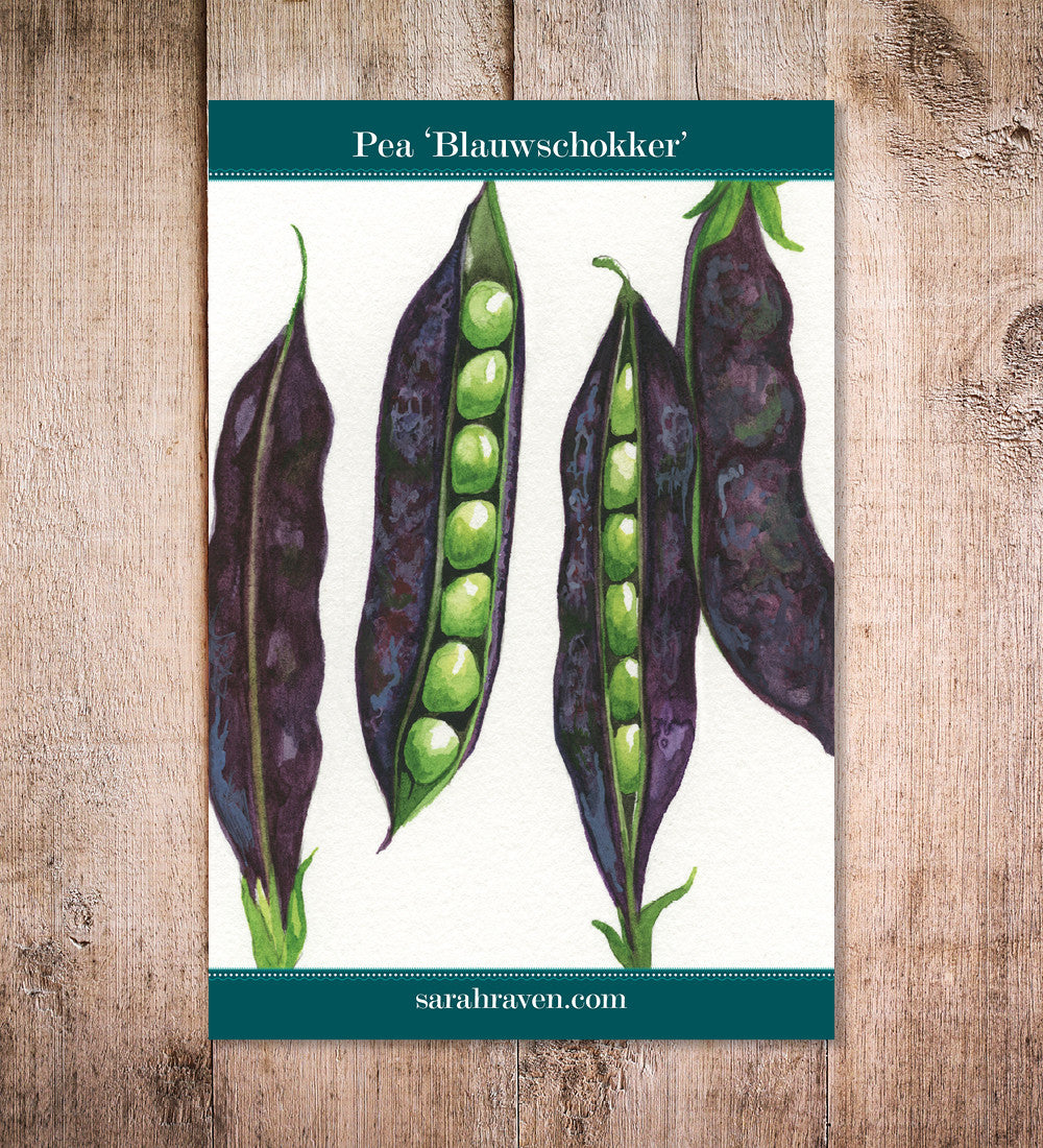 Sarah Raven Seeds Erbse Blauwschokker Samen 120 Samen lila