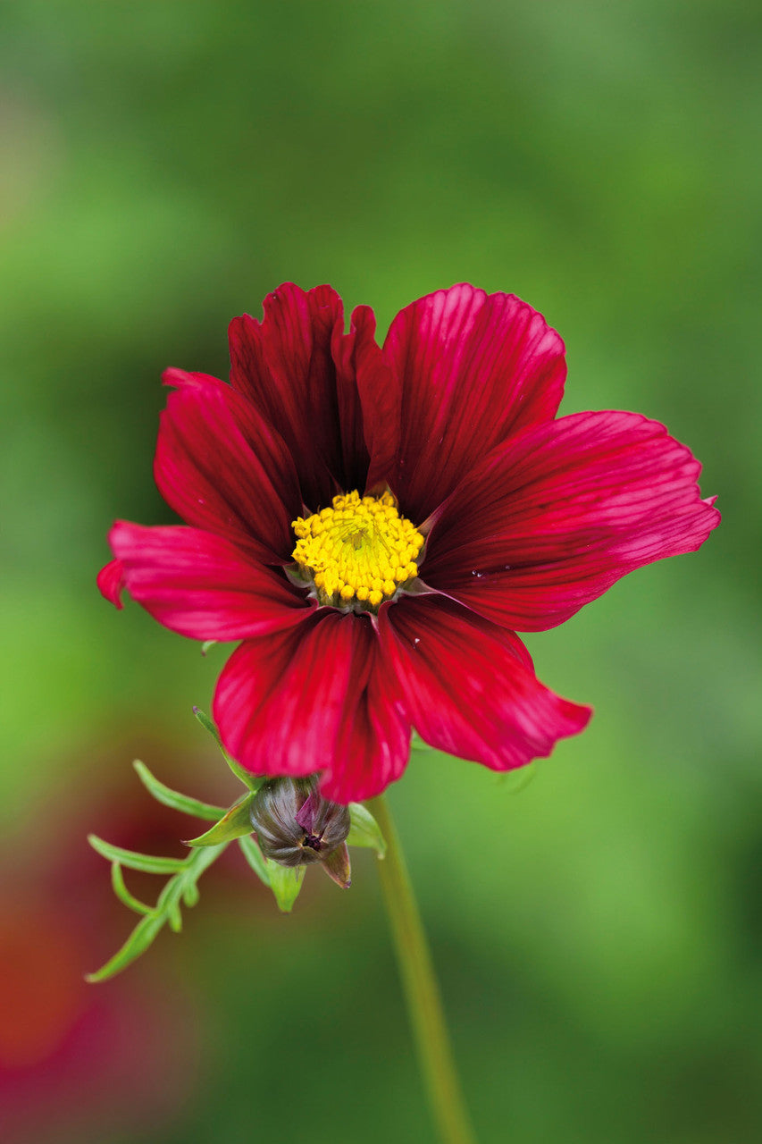 Sarah Raven Plants Cosmos Rubenza Samen 40 Samen dunkelrot