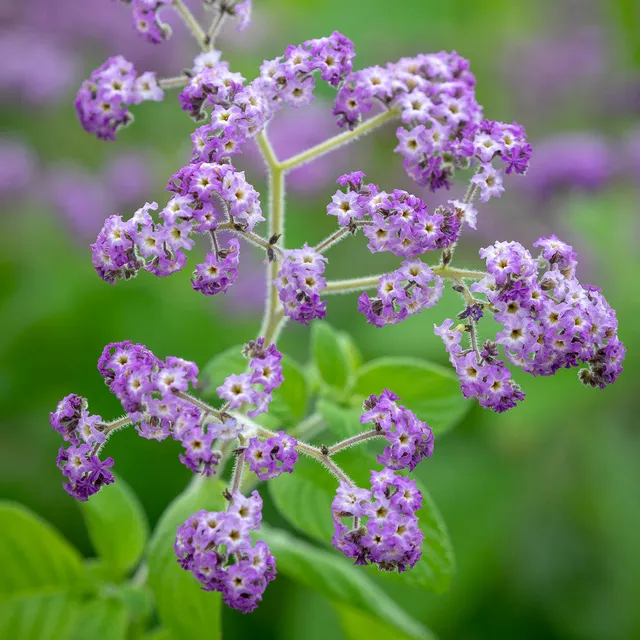 Sarah Raven Plants Heliotropium Reva Duftpflanze 3x9cm Topf