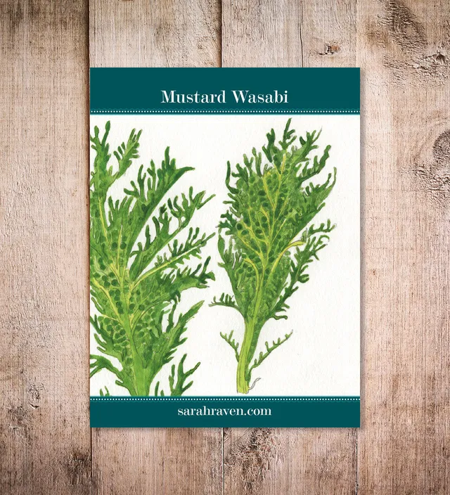 Sarah Raven Seeds Mustard Wasabi Samen 250 Samen Wasabi-Geschmack