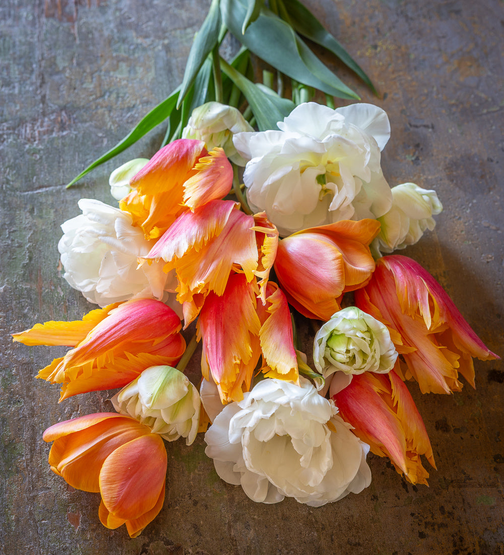 Sarah Raven Bulbs Flaming Memory Tulpen Blumenzwiebeln 30 Stück grün-weiß