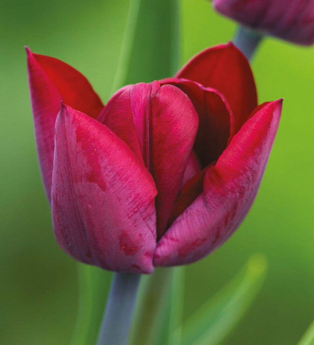 Sarah Raven Bulbs Tulip Camassia Drift Mix Blumenzwiebeln 80 Stück