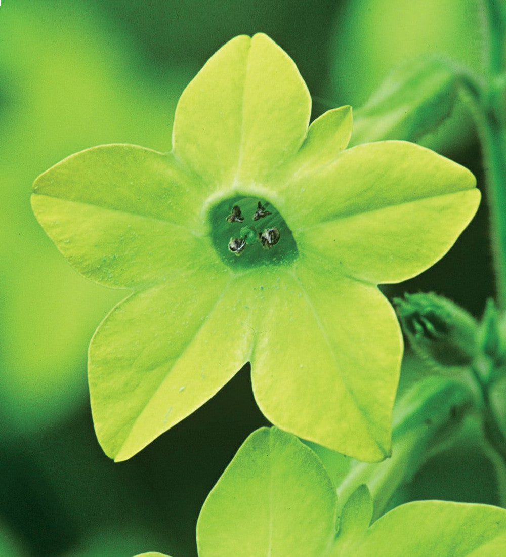Sarah Raven Seeds Nicotiana Schatten Samen 3 Tütchen