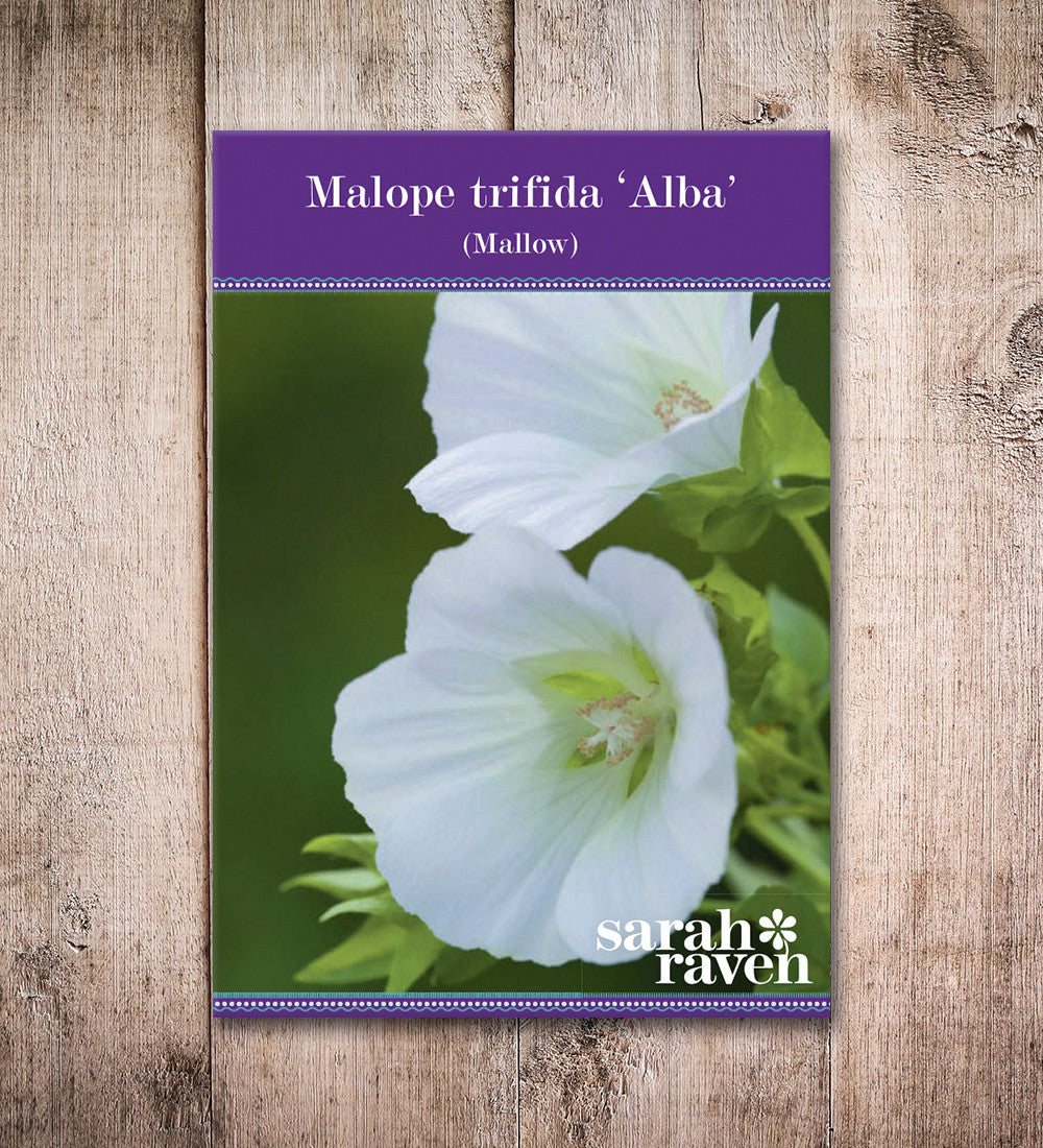 Sarah Raven Seeds Malope trifida Alba Samen 500 weiß