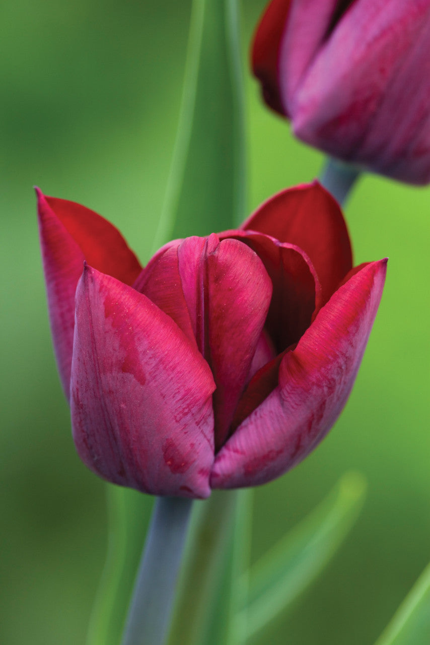 Sarah Raven Perfect for Pots Tulip Collection Tulpenzwiebeln 15 Stück Topf