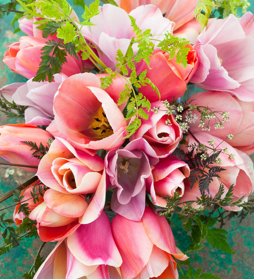 Sarah Raven Bulbs Tulpe Mystic van Eijk Blumenzwiebeln 15 Stück aprikot