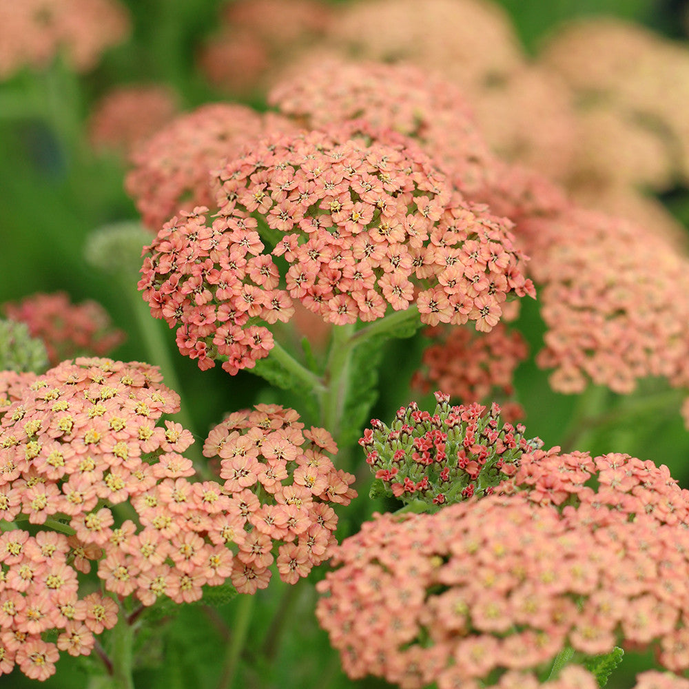 Sarah Raven Plants Achillea Salmon Beauty Staude 3x 9cm-Topf