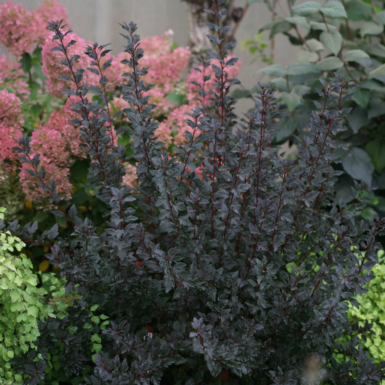 Sarah Raven Plants Physocarpus Tiny Wine Pflanze 3-Liter-Topf