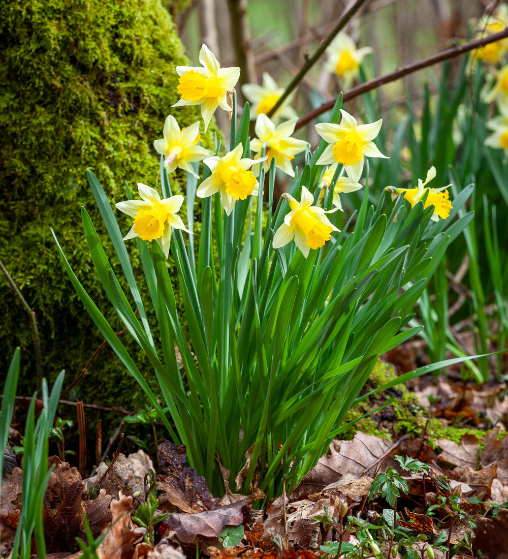 Sarah Raven Bulbs Narcissus Lobularis Blumenzwiebeln 20 Stk gelb