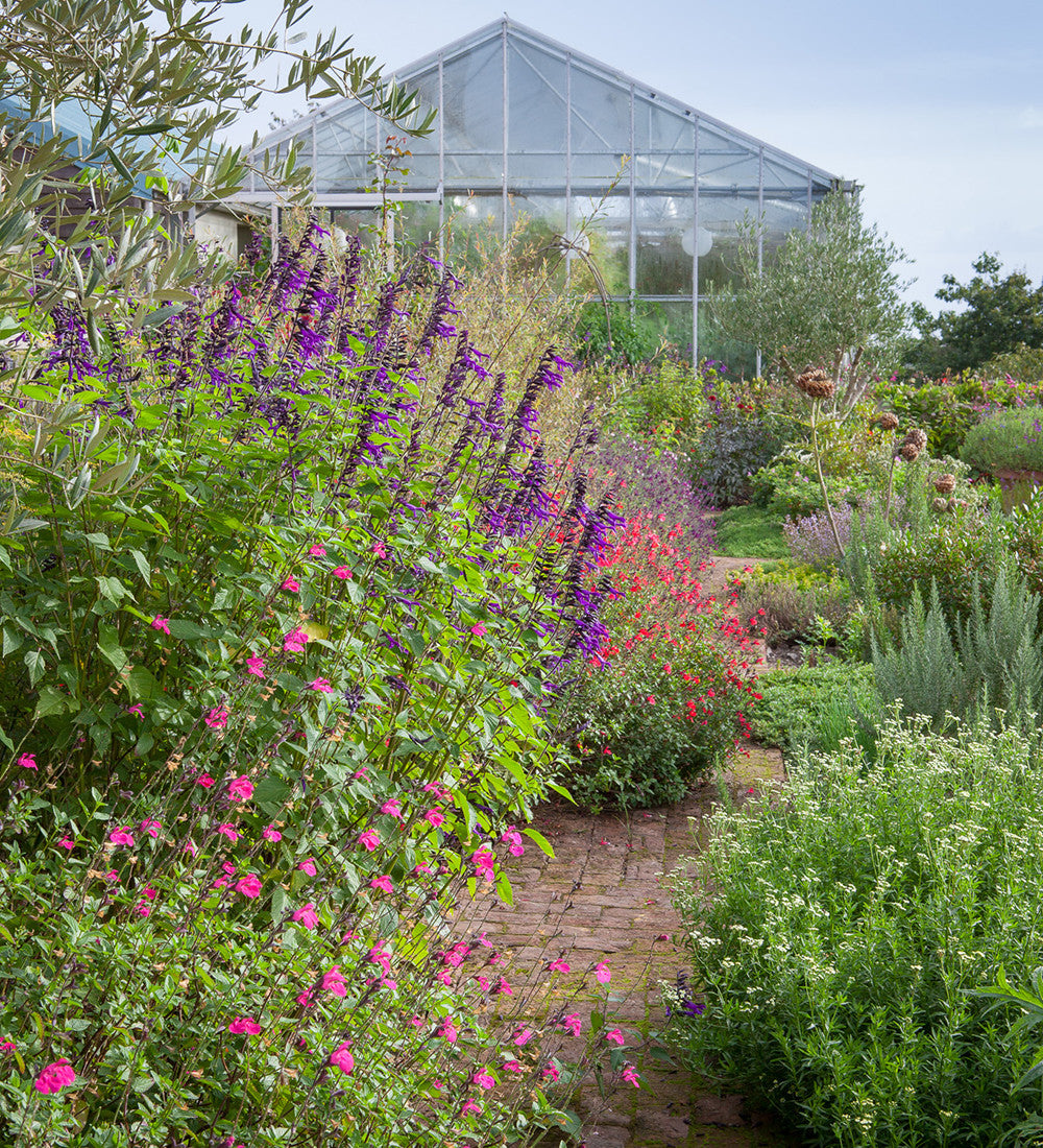 Sarah Raven Plants Salvia Cerro Potosi Pflanze 1 x 2 Liter Topf rosa