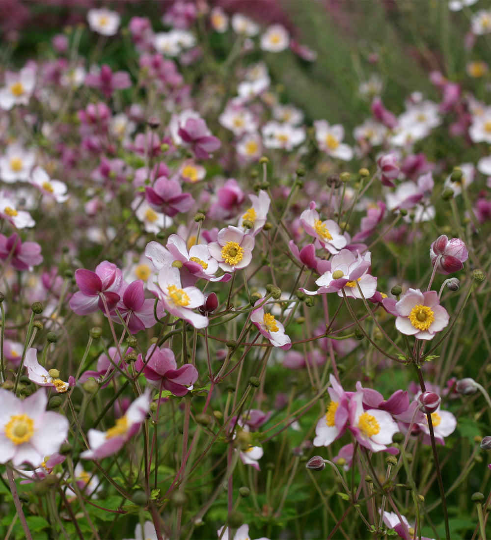 Sarah Raven Herbst-Anemone Pflanze 6x 9cm-Topf Pamina