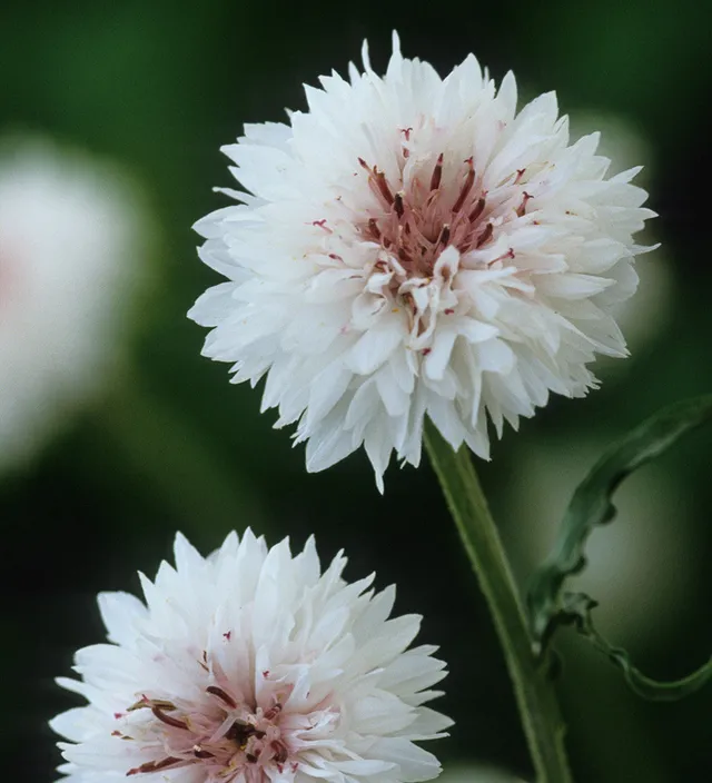 Sarah Raven Seeds Centaurea cyanus White Blumensamen 500 Samen weiß