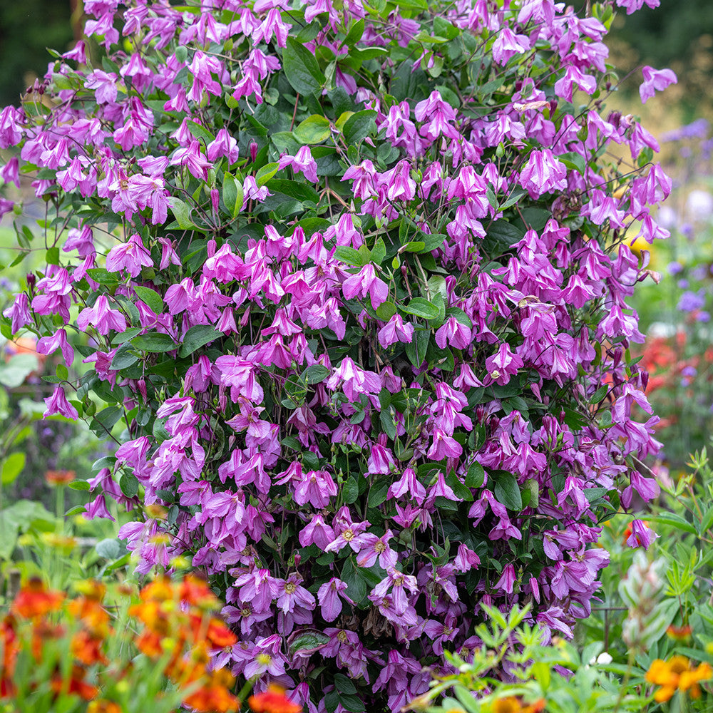 Sarah Raven Plants Clematis Alionushka Pflanze 2 Liter rosa-lila