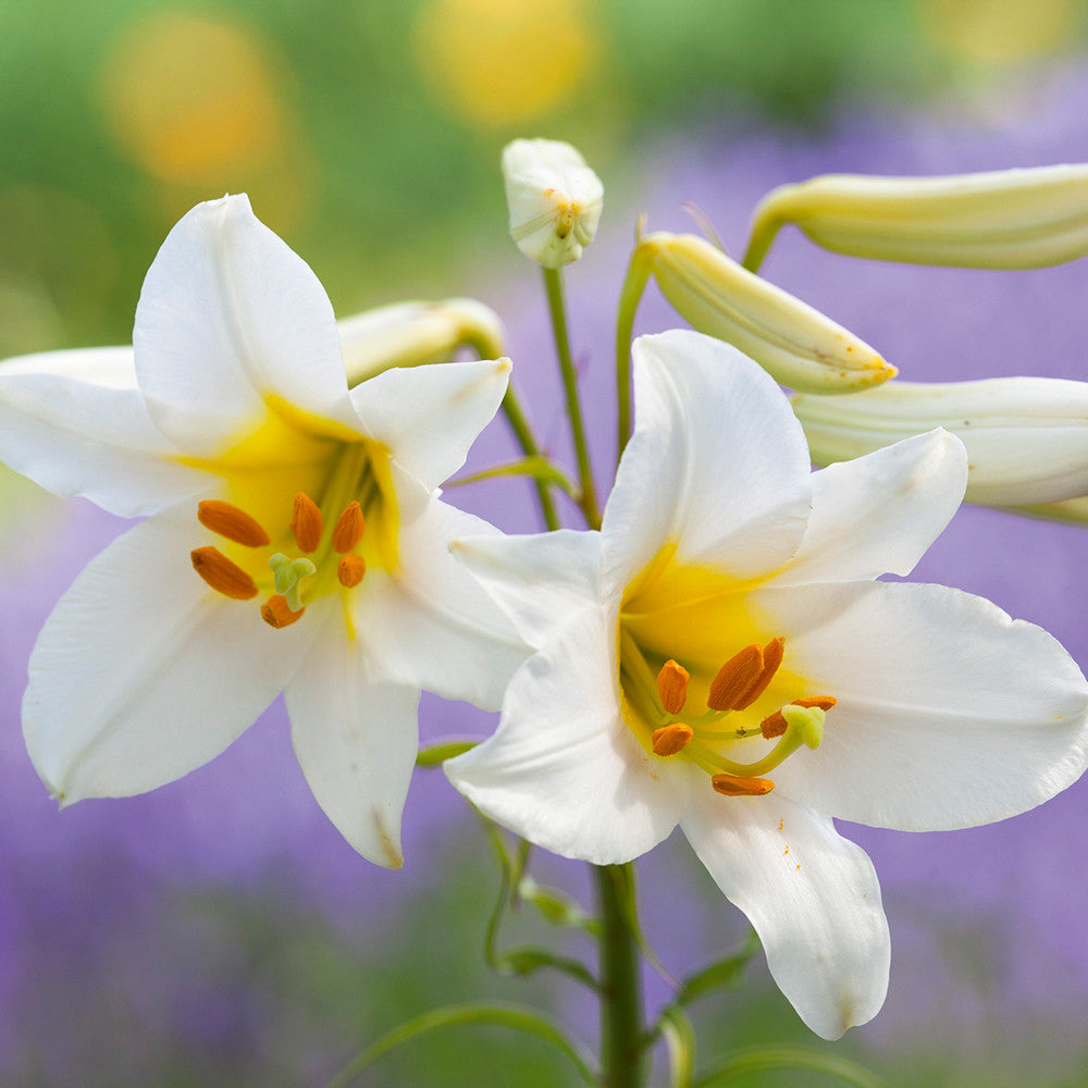 Sarah Raven Bulbs Lilium regale Blumenzwiebeln 3 Stück duftend